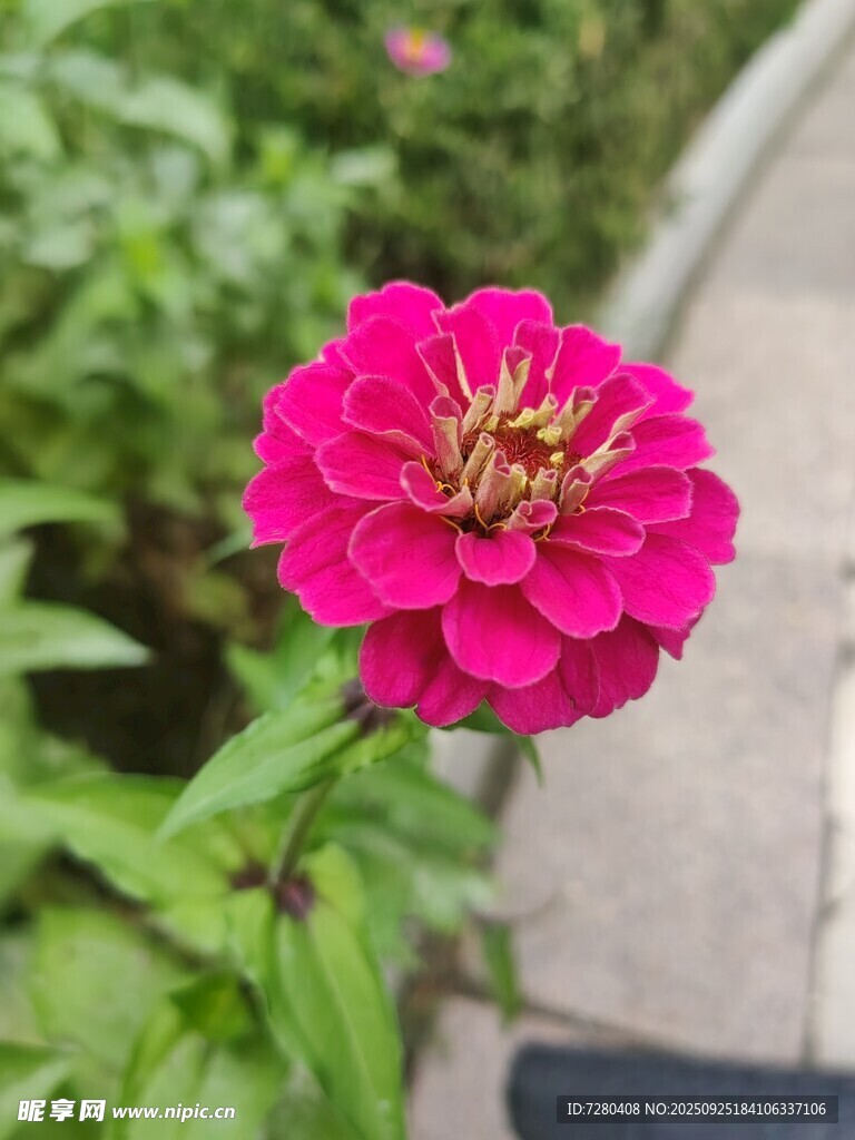 嬌艷粉色百日菊