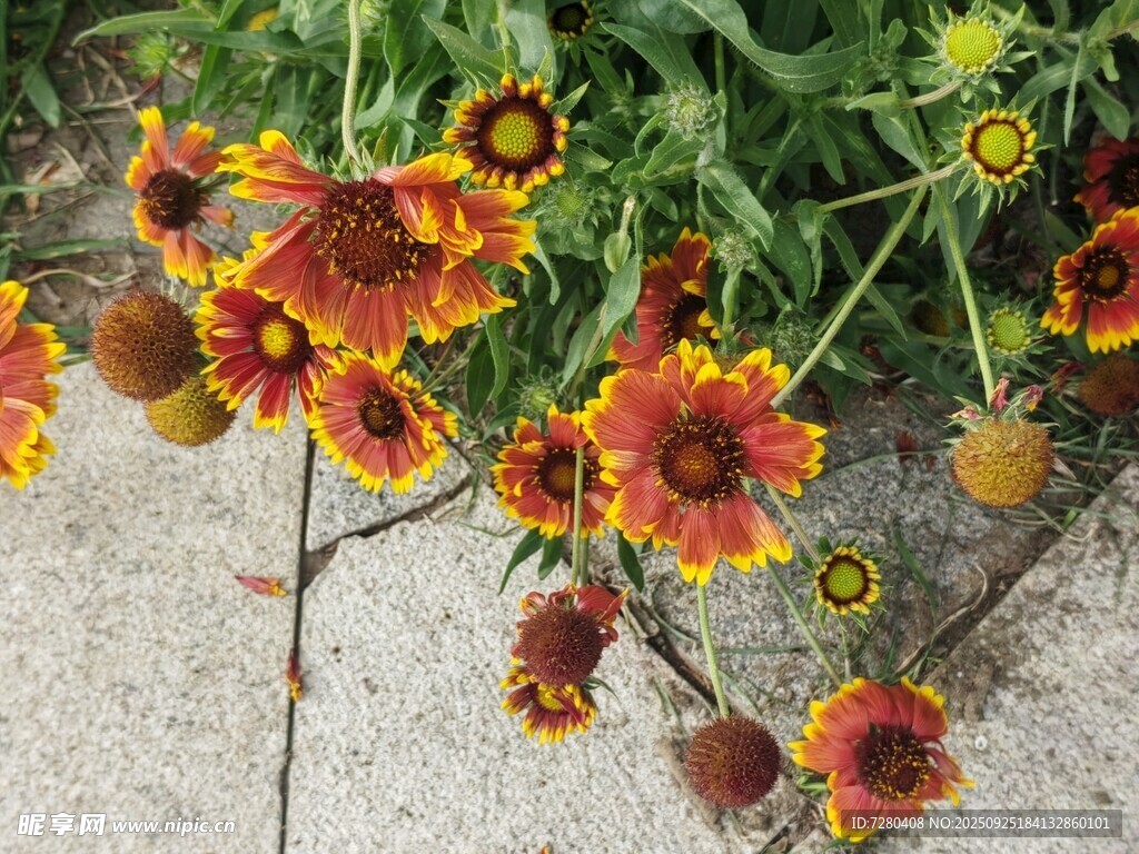 路邊綻放的多彩天人菊