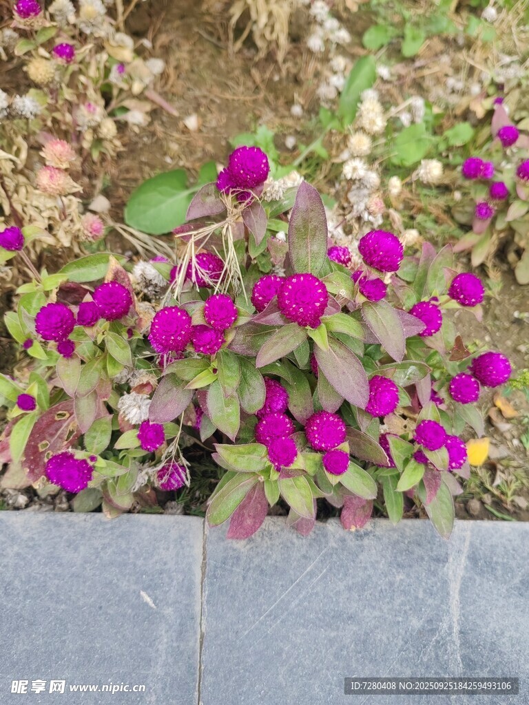 紫色花卉綻放在石砌花壇