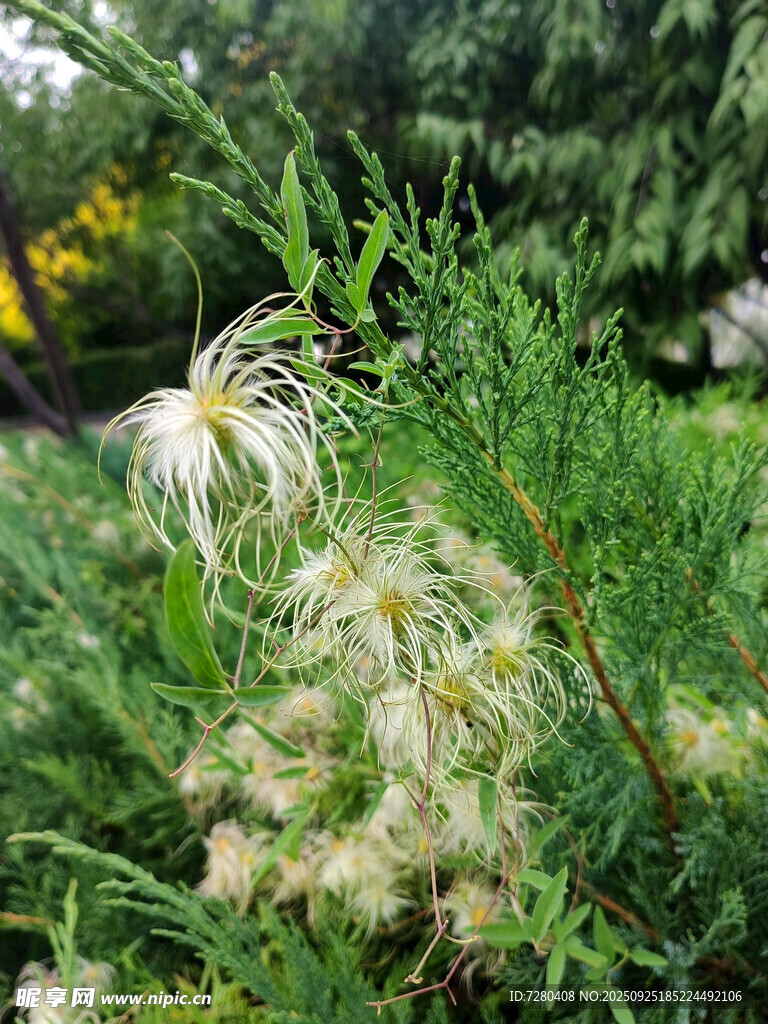 蓬松植物花絮特寫