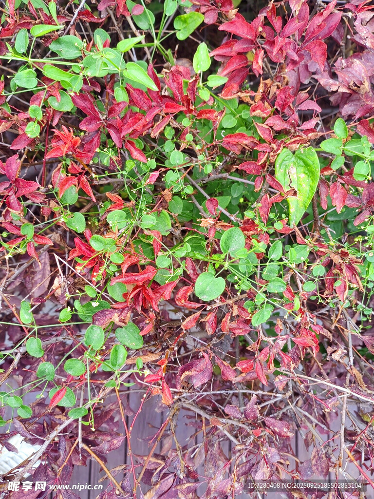 地面紅綠相間的繁茂植物