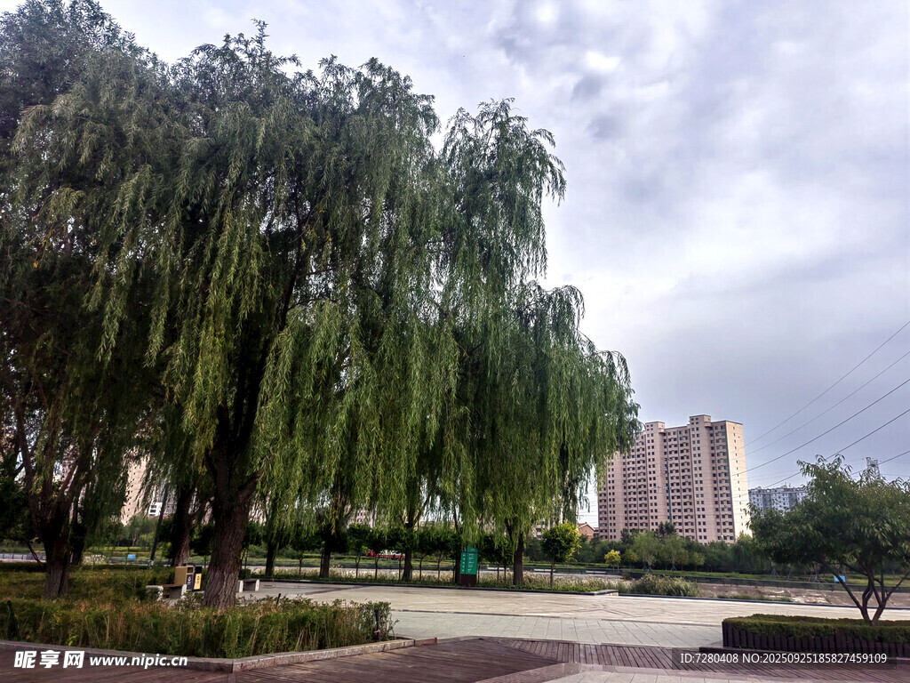 公園垂柳景觀