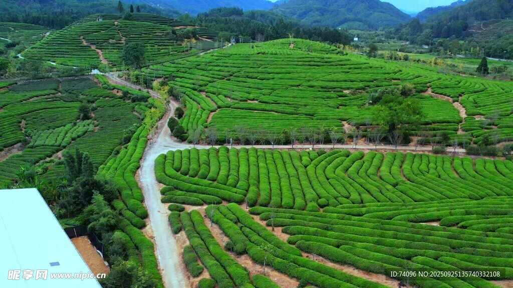 茶山