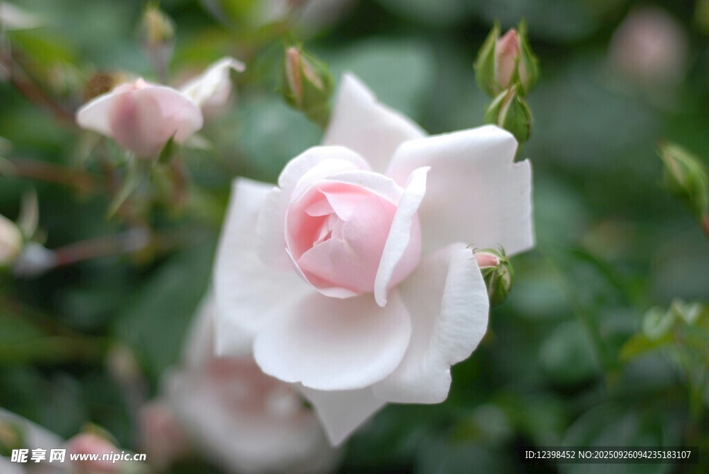 嬌艷白薔薇綻放