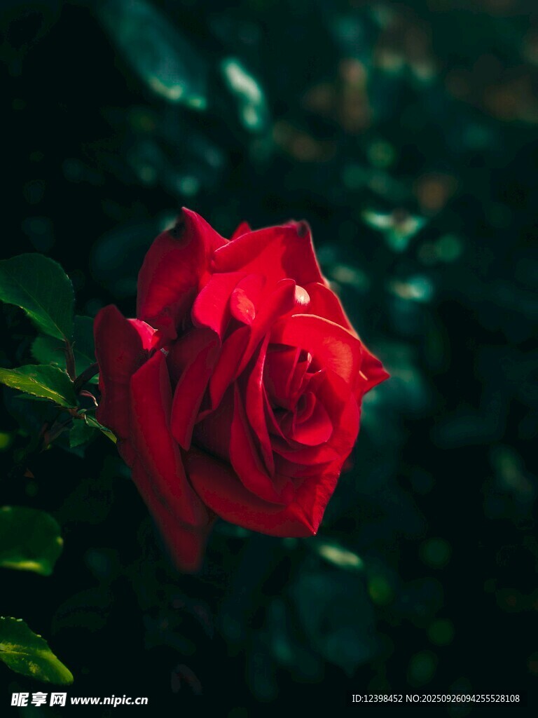 嬌艷紅玫瑰