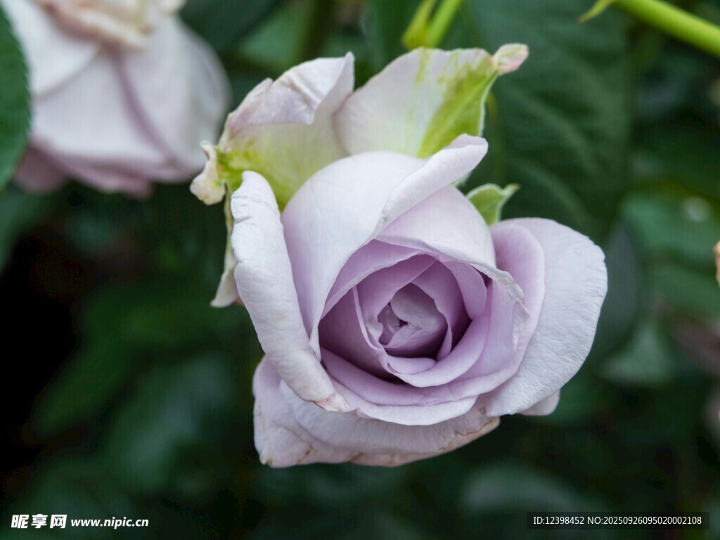 淡紫色優(yōu)雅玫瑰花特寫(xiě)