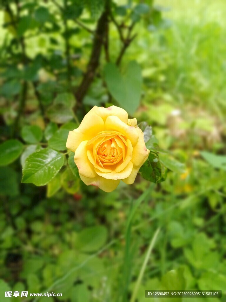 嬌艷黃玫瑰綻放于綠葉間