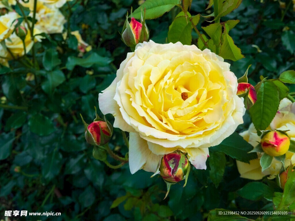 綻放的黃色月季花