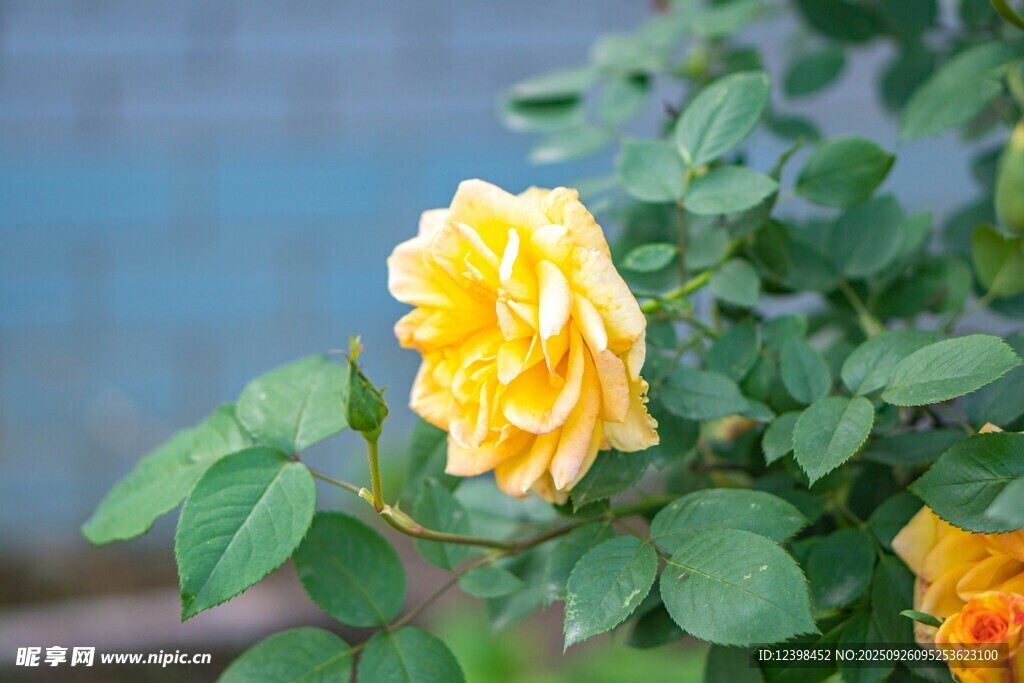 嬌艷黃薔薇綻放綠葉間