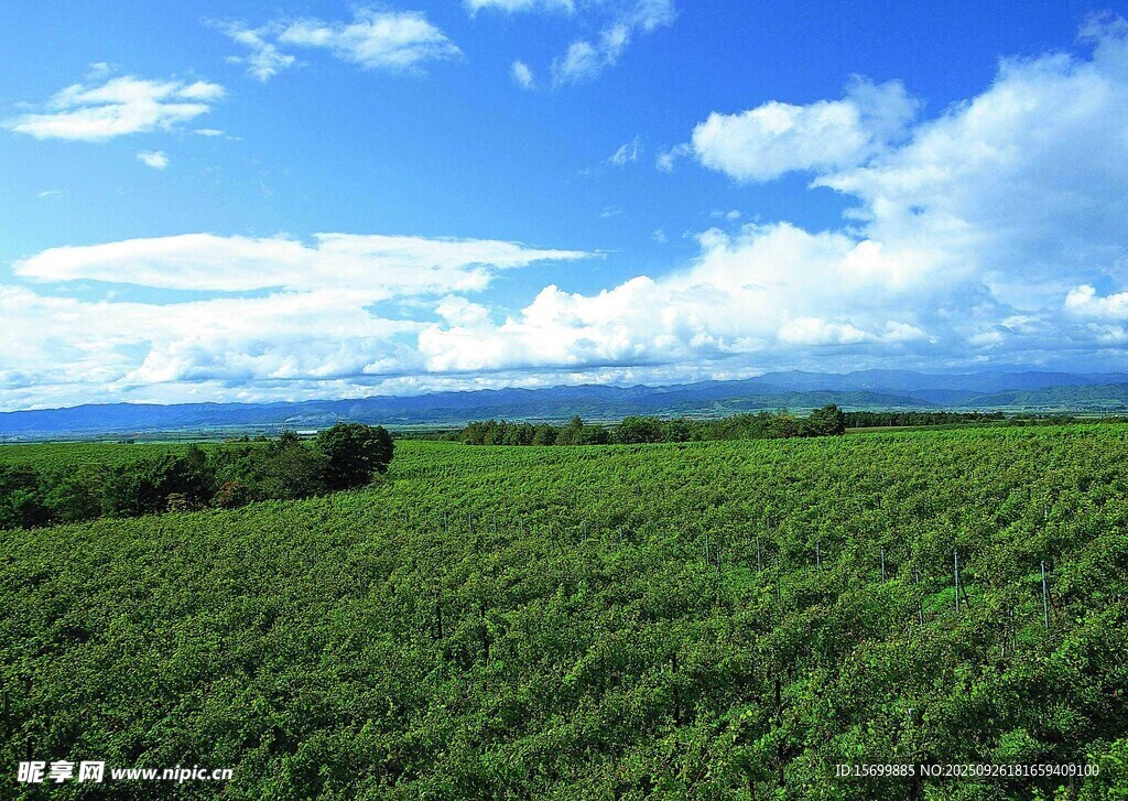 廣袤綠野與藍天白云美景