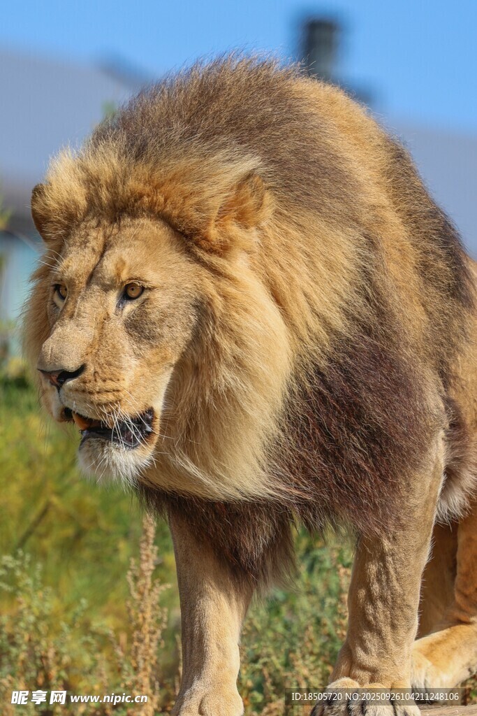 草原雄獅