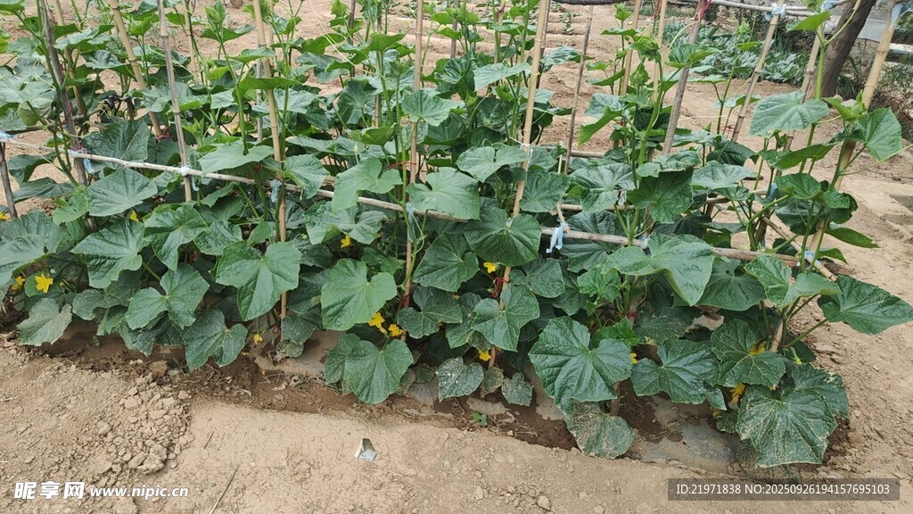 田間生長(zhǎng)的綠色蔬菜植株