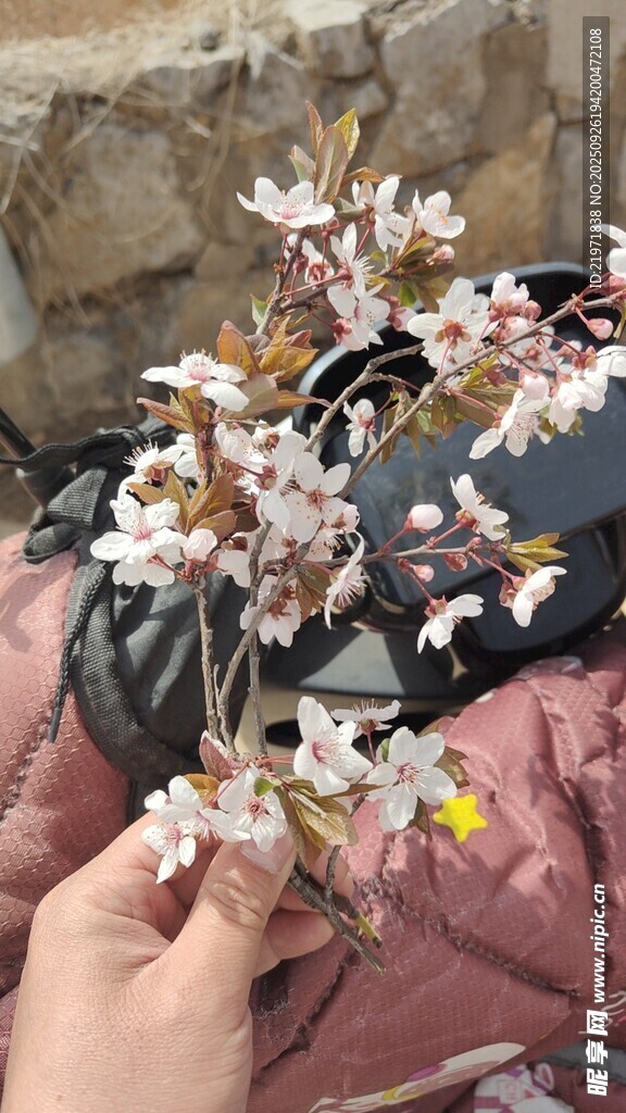 手捧爛漫櫻花枝