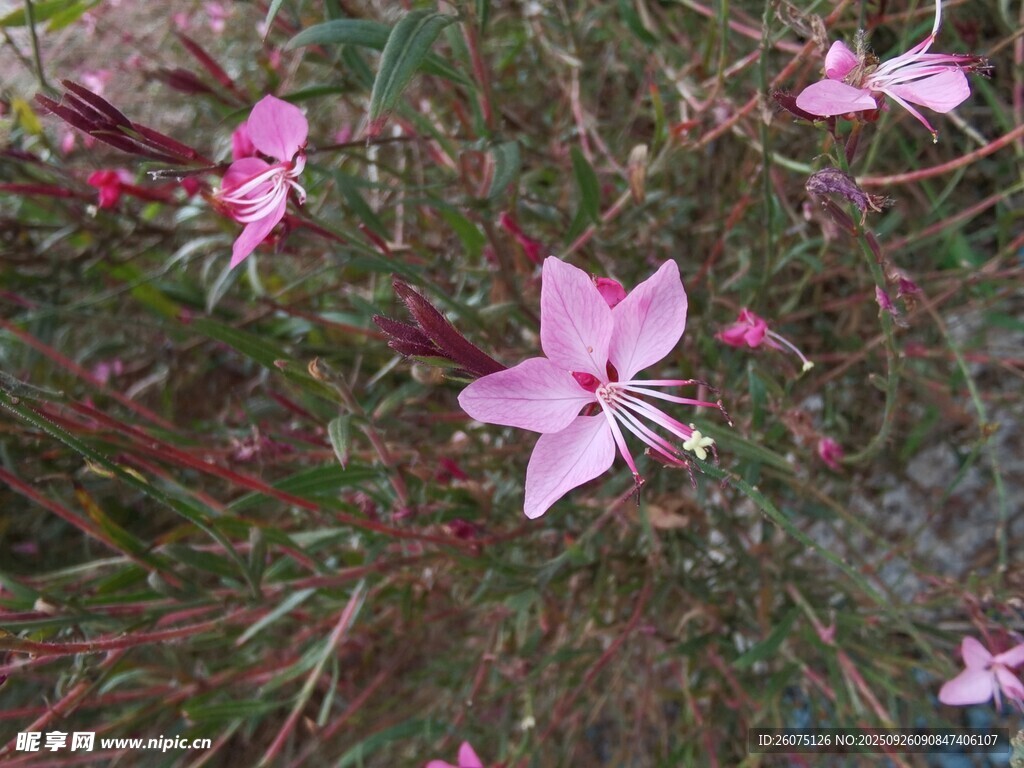 粉色小花綻放于綠植間