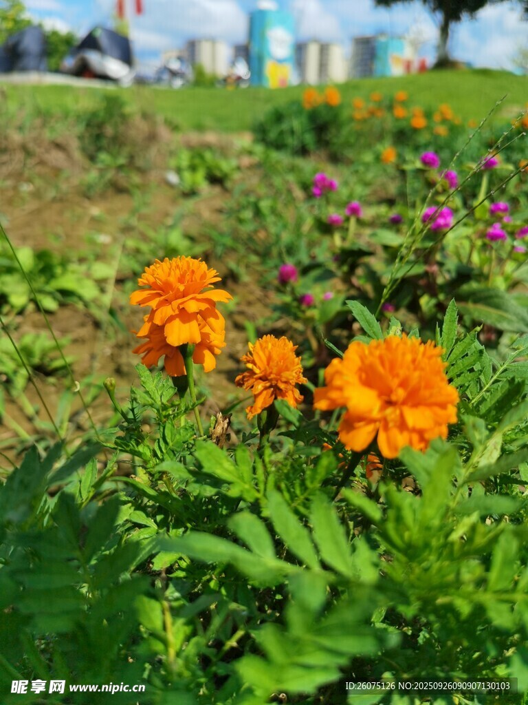 鮮艷橙色花朵綻放草地