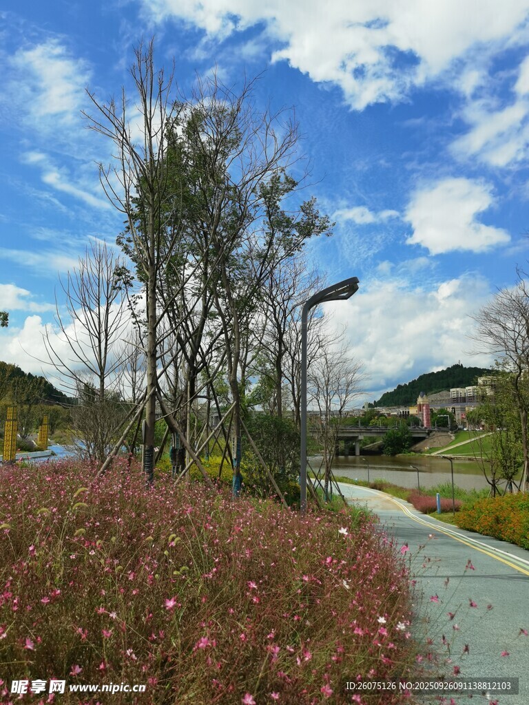 秋日小徑旁的多彩景致