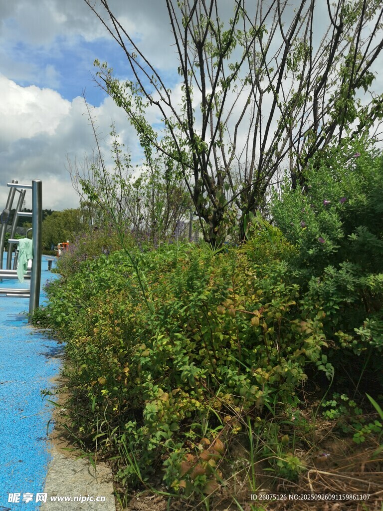 藍(lán)色步道旁的綠植景觀
