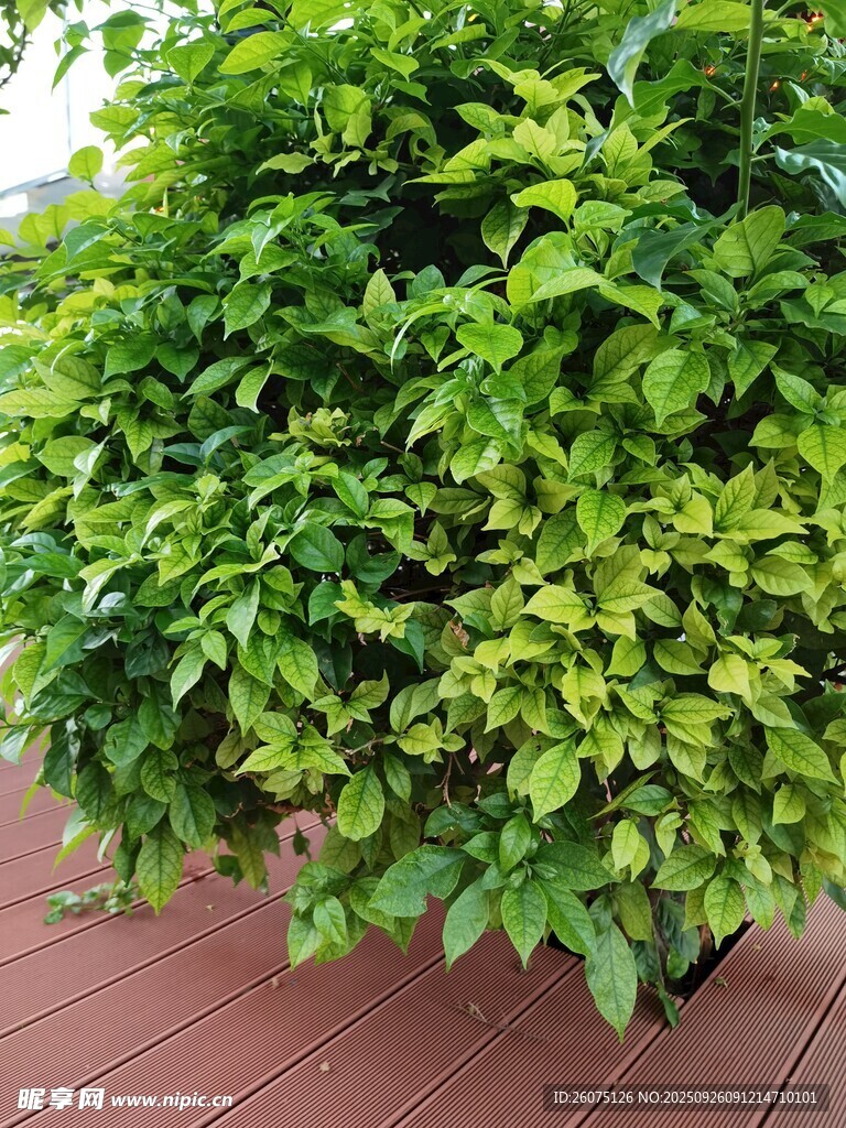 翠綠繁茂的盆栽植物