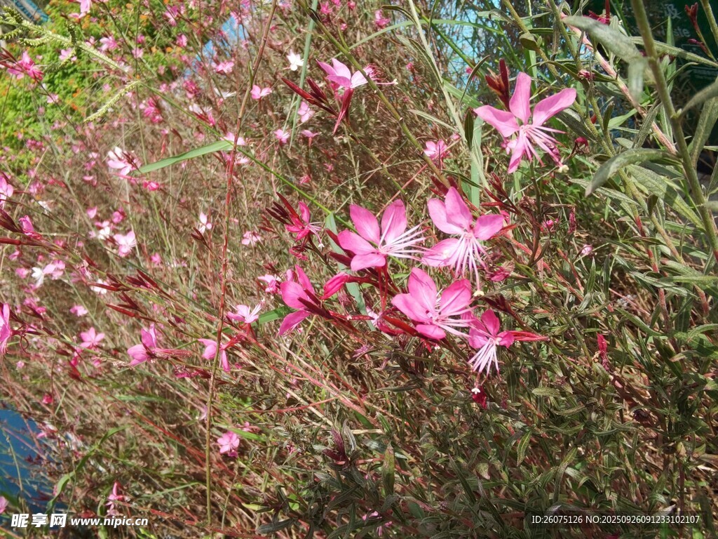 粉色小花綻放于草叢間