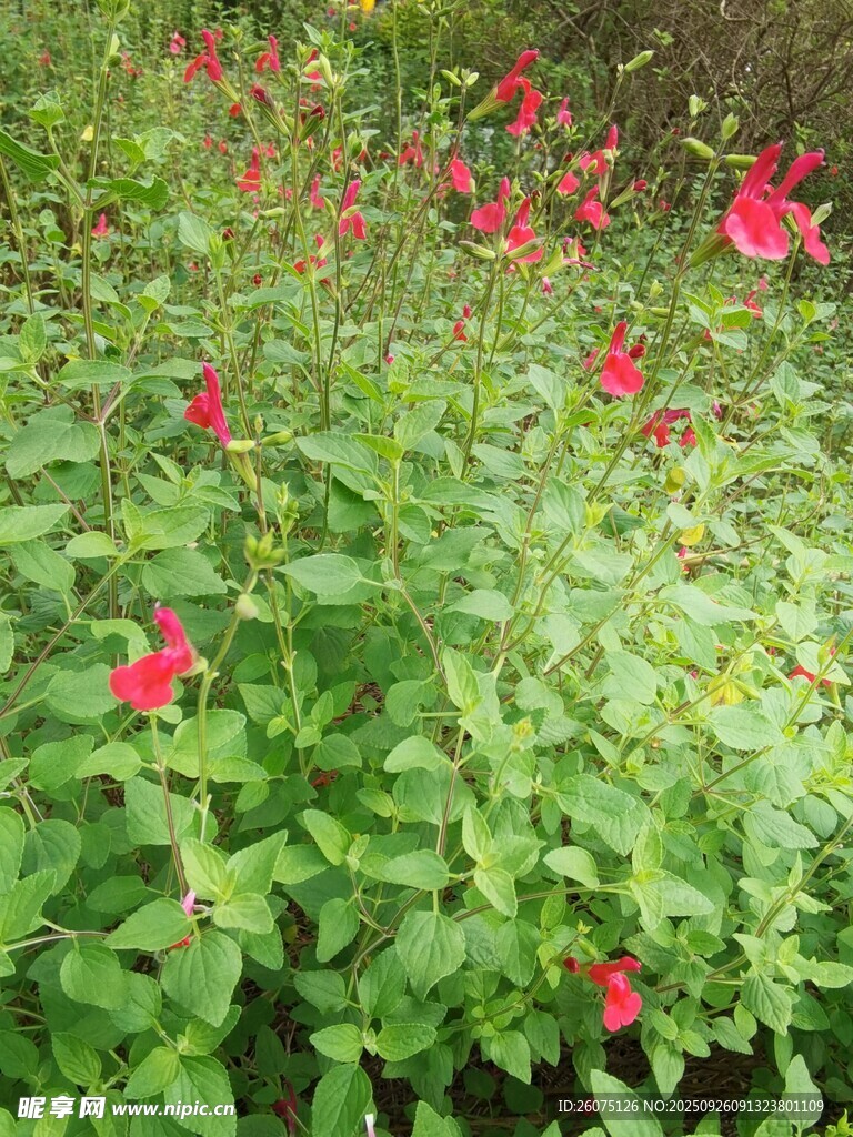 綠葉叢中綻放的艷紅花朵