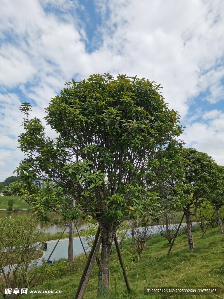 湖畔綠樹成蔭的自然景致