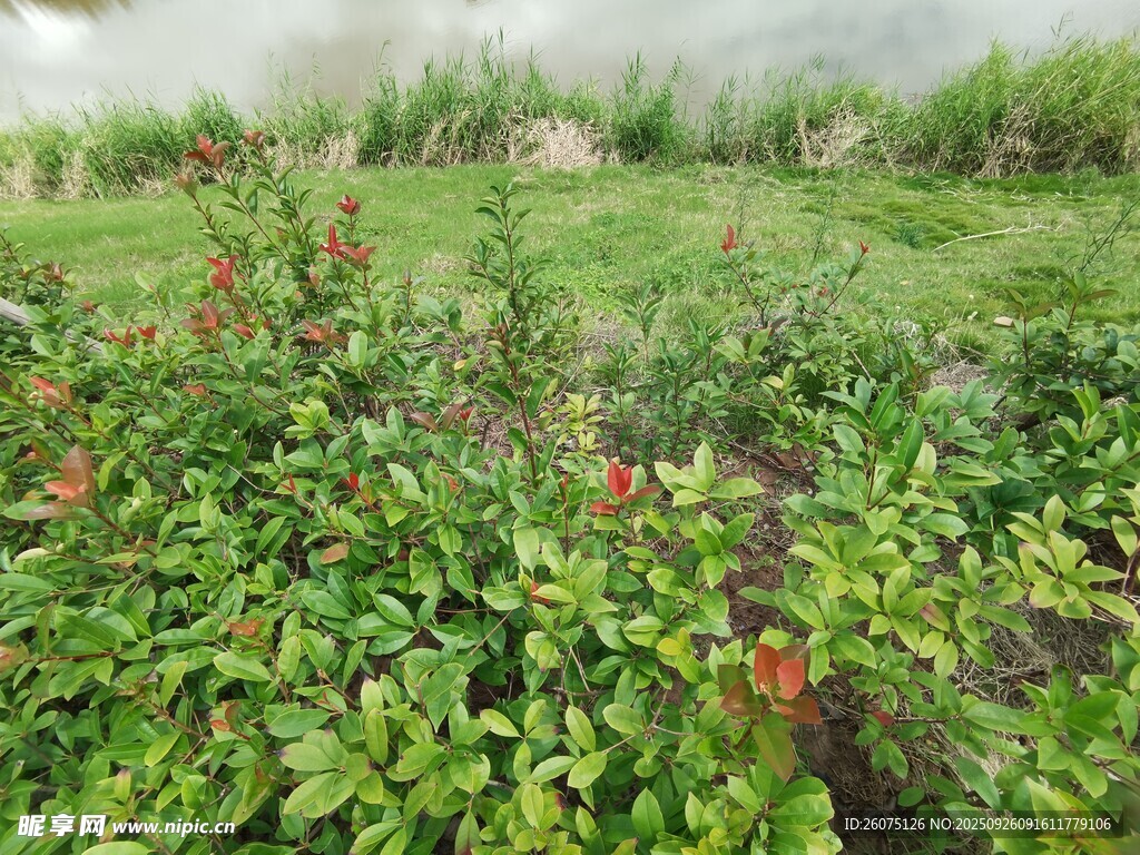 綠意盎然的野外植物景觀