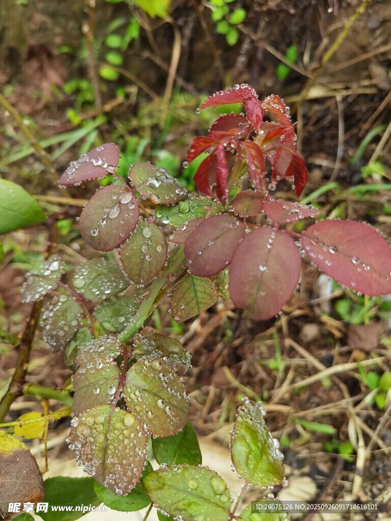 紅色植物與水珠特寫(xiě)