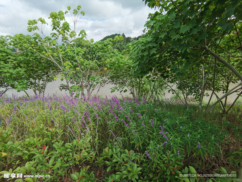 綠意盎然的野外植物景觀