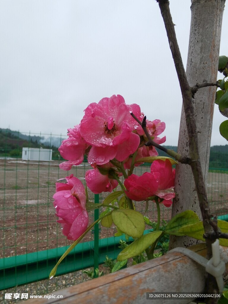 嬌艷綻放的粉色薔薇花