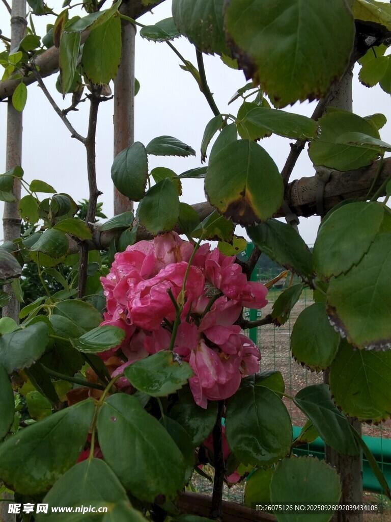 綠葉叢中的嬌艷粉花