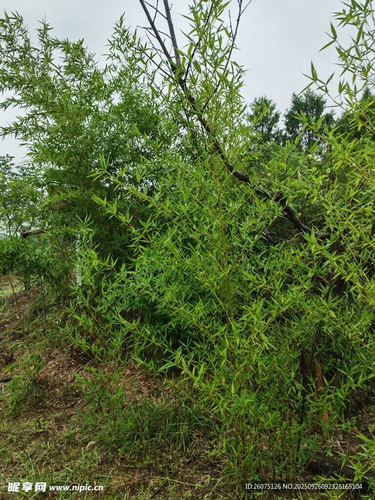 綠意盎然的野外灌木叢