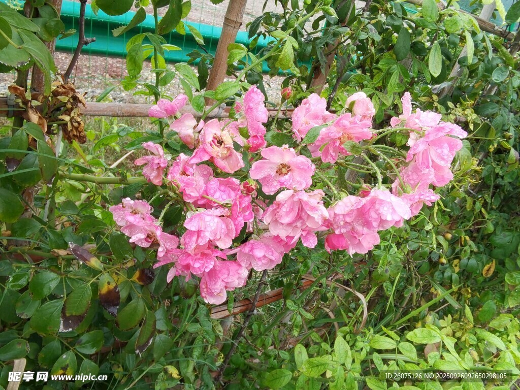 粉色繁花綻放于綠植間