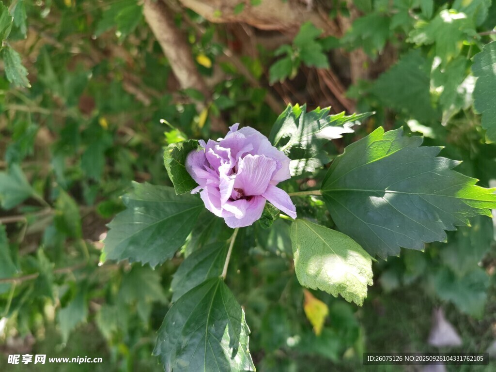 紫色小花綻放綠葉間