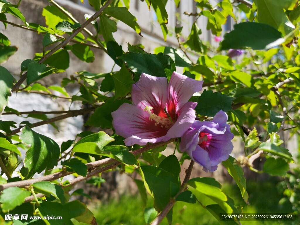 紫色木槿花綻放
