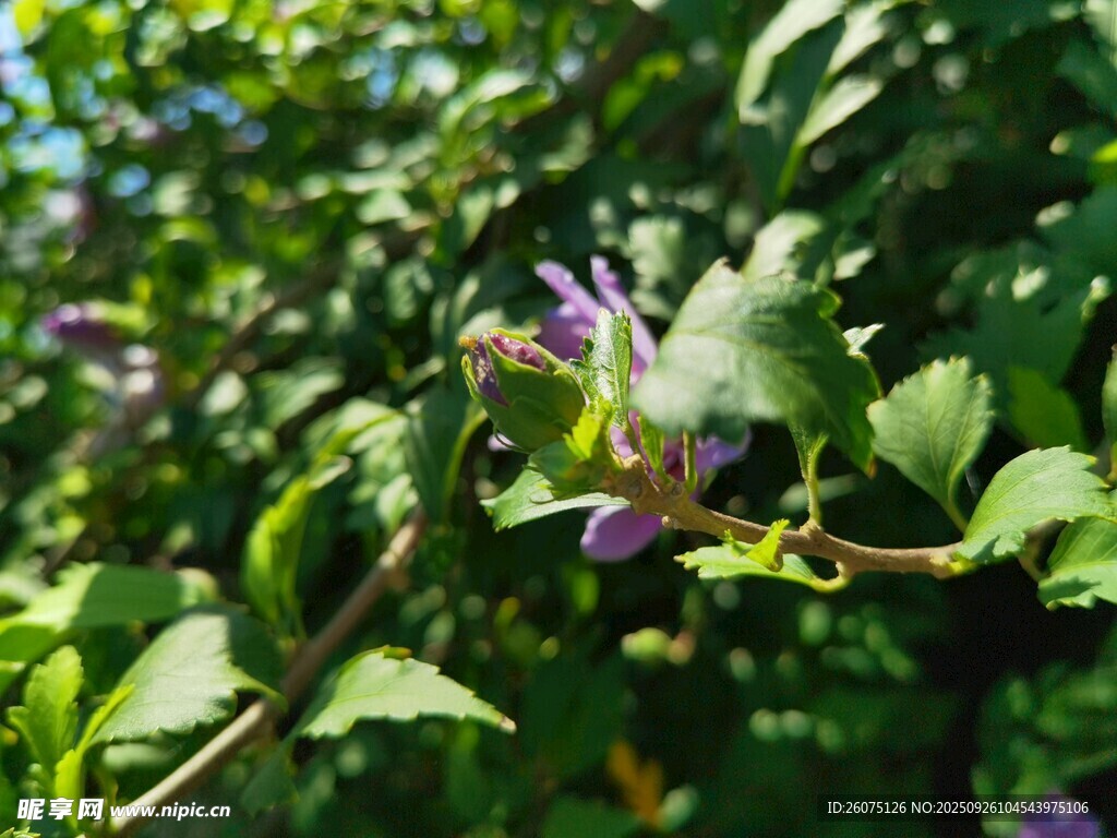 紫色藤蔓花綻放于綠葉間
