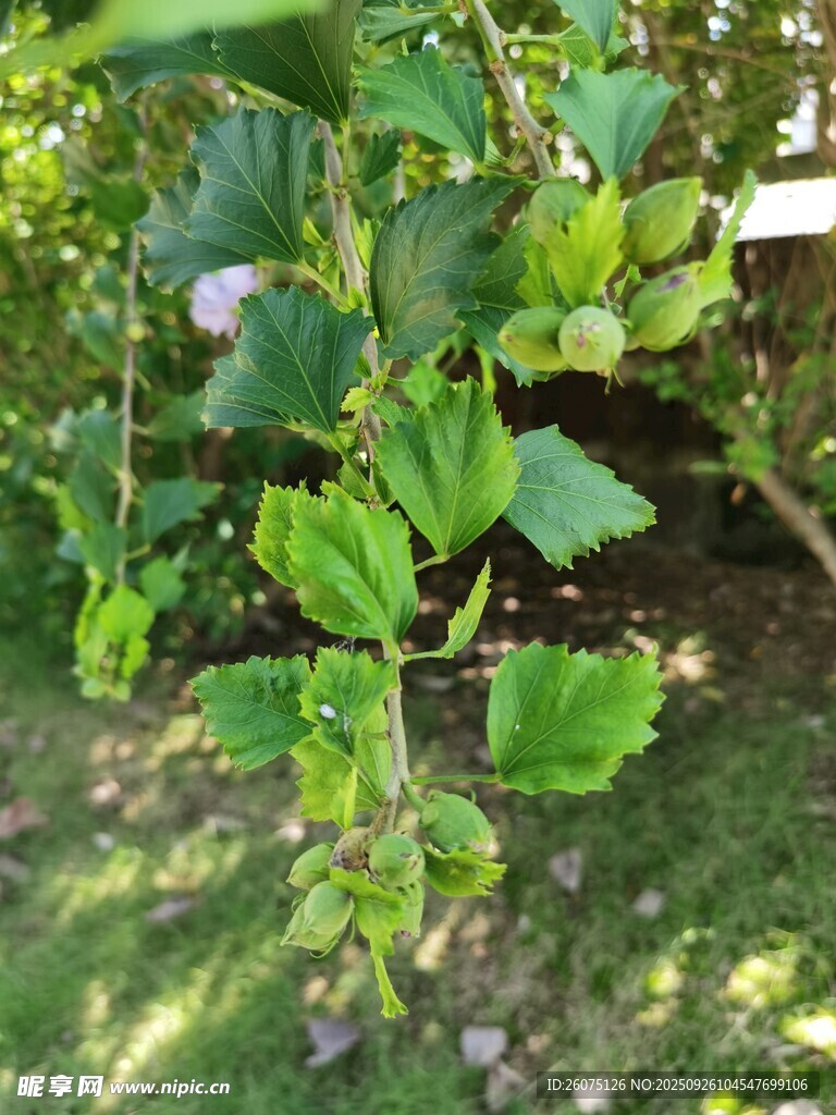木槿枝頭掛滿花苞