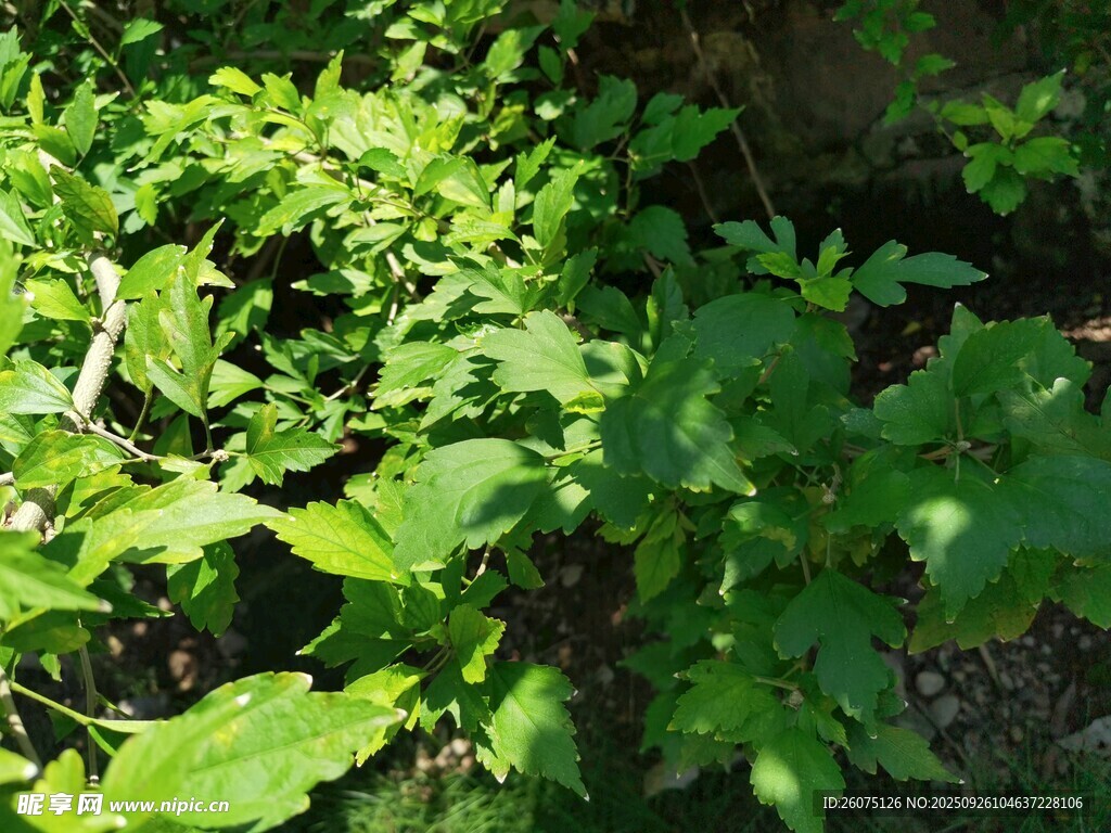 翠綠繁茂的植物景象