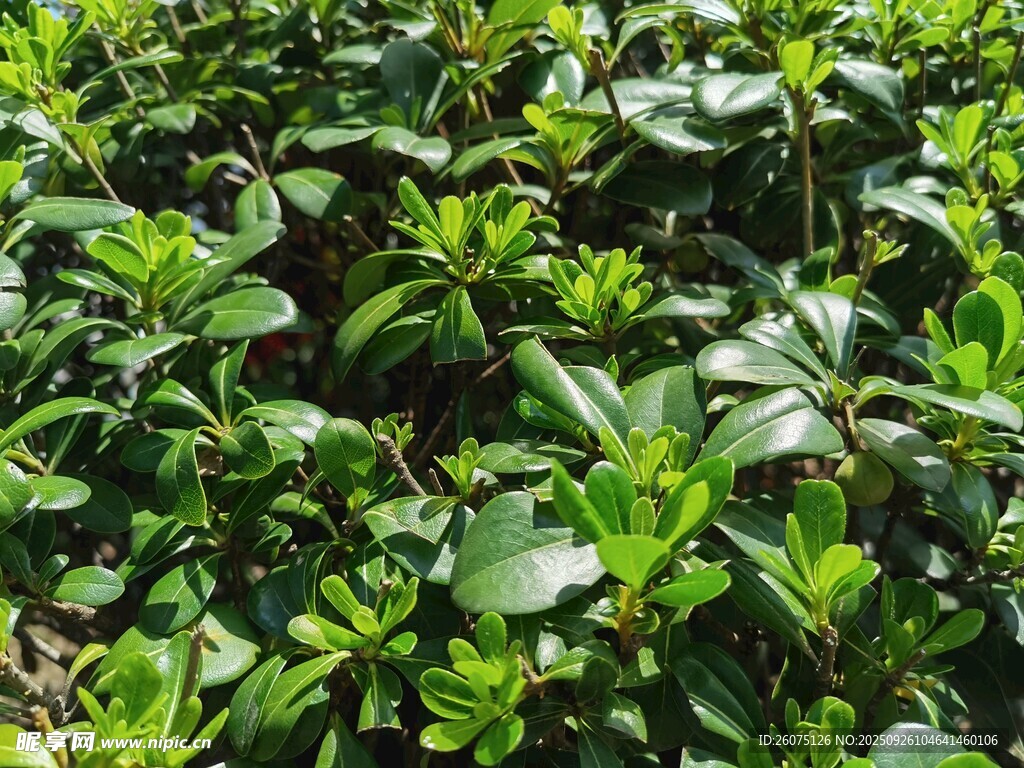 翠綠繁茂的綠植景觀