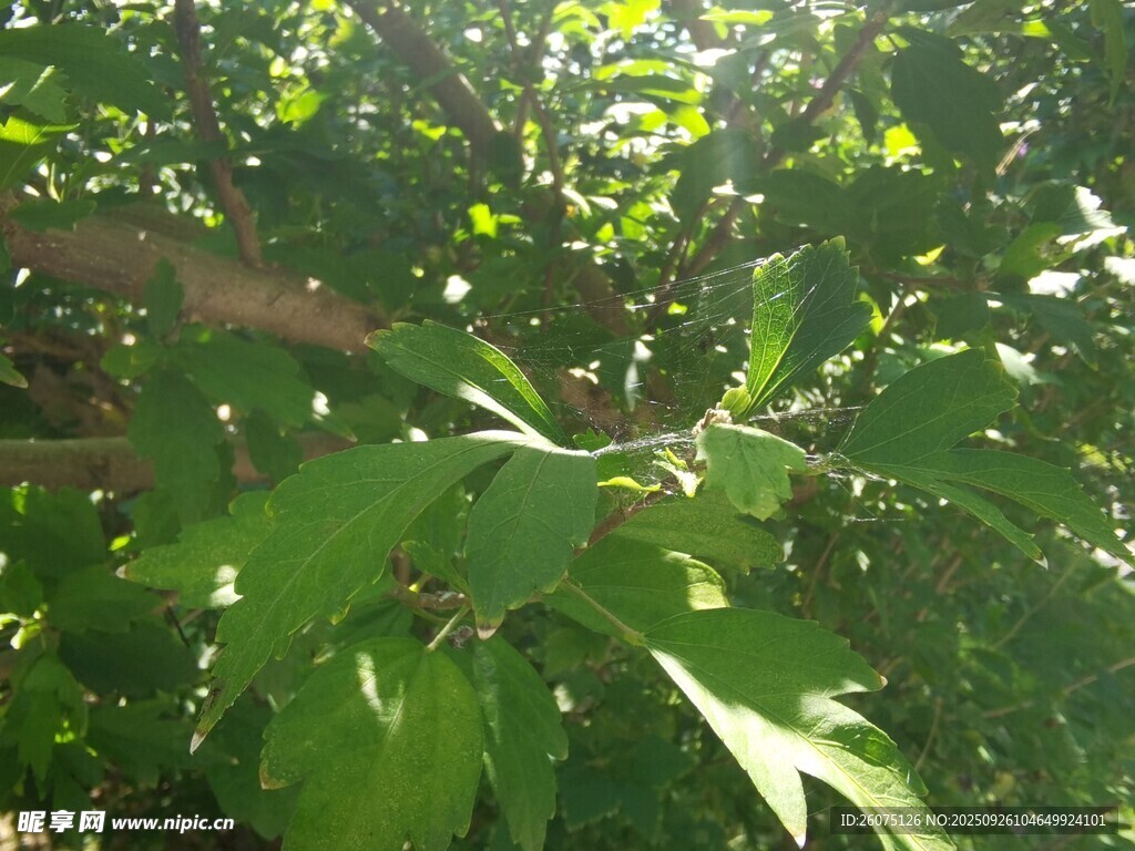 陽光下的繁茂綠葉