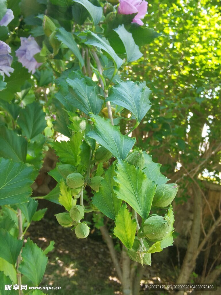 綠葉枝頭掛滿花苞