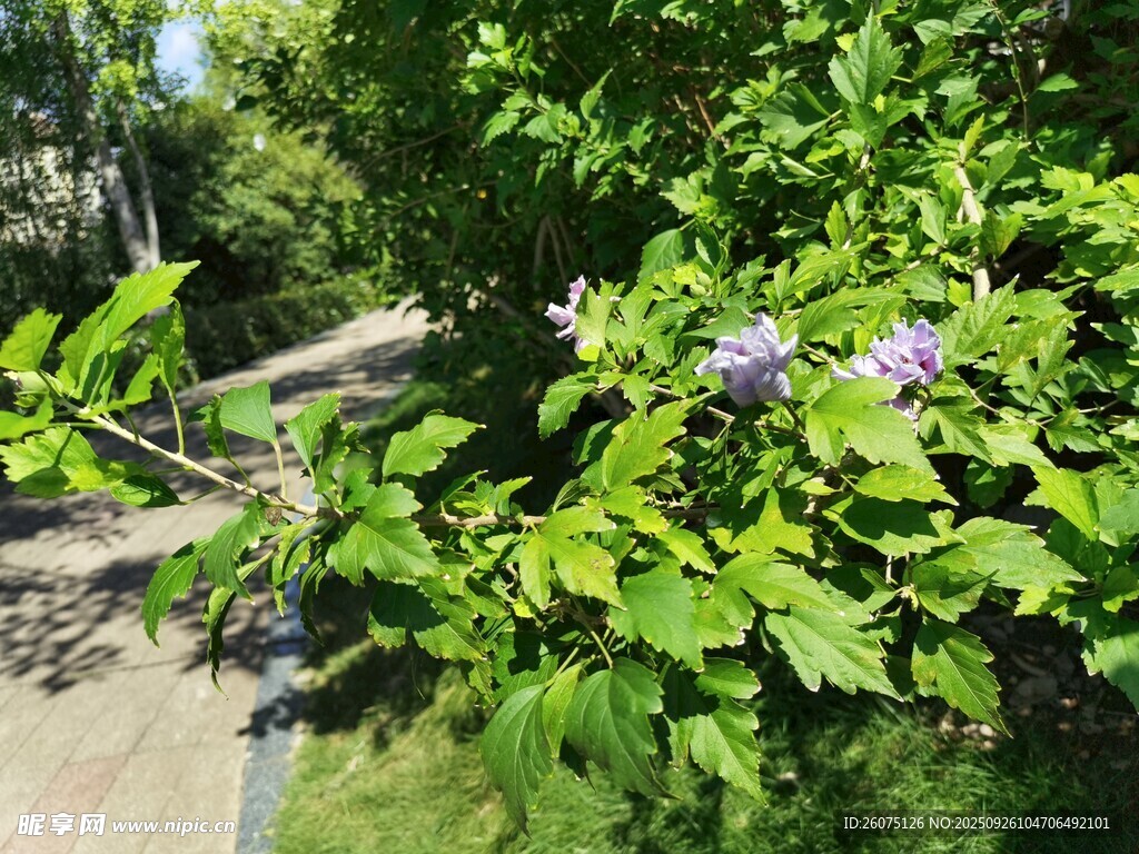 路邊繁茂綠植與紫色小花