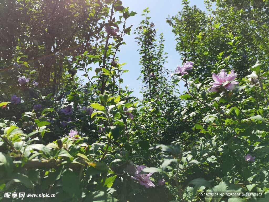 綠葉叢中的嬌艷花朵