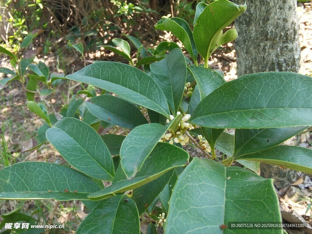綠葉繁花的植物特寫