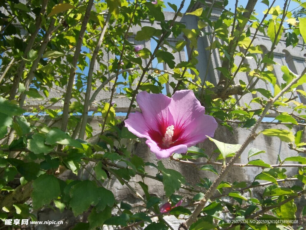 嬌艷木槿花綻放于綠葉間