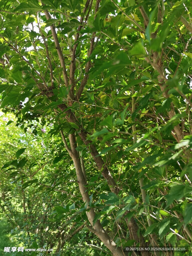 茂密綠意盎然的林間景象