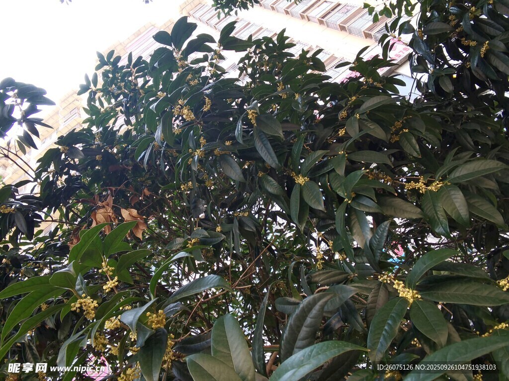 繁茂桂花開滿枝頭
