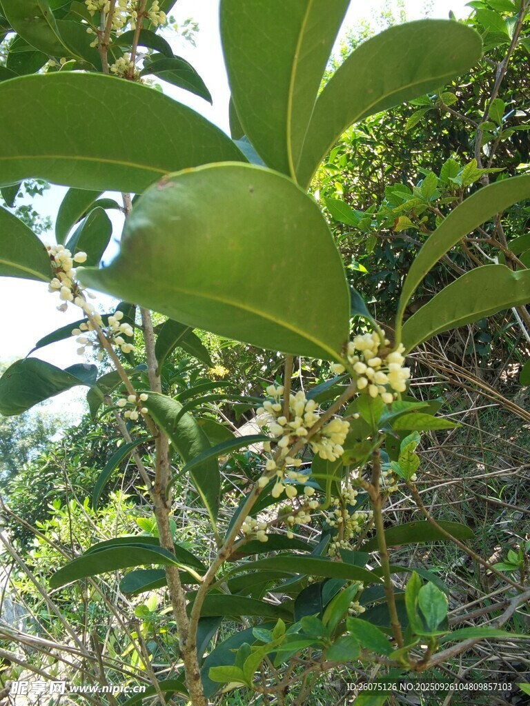 綠葉間的繁花植物