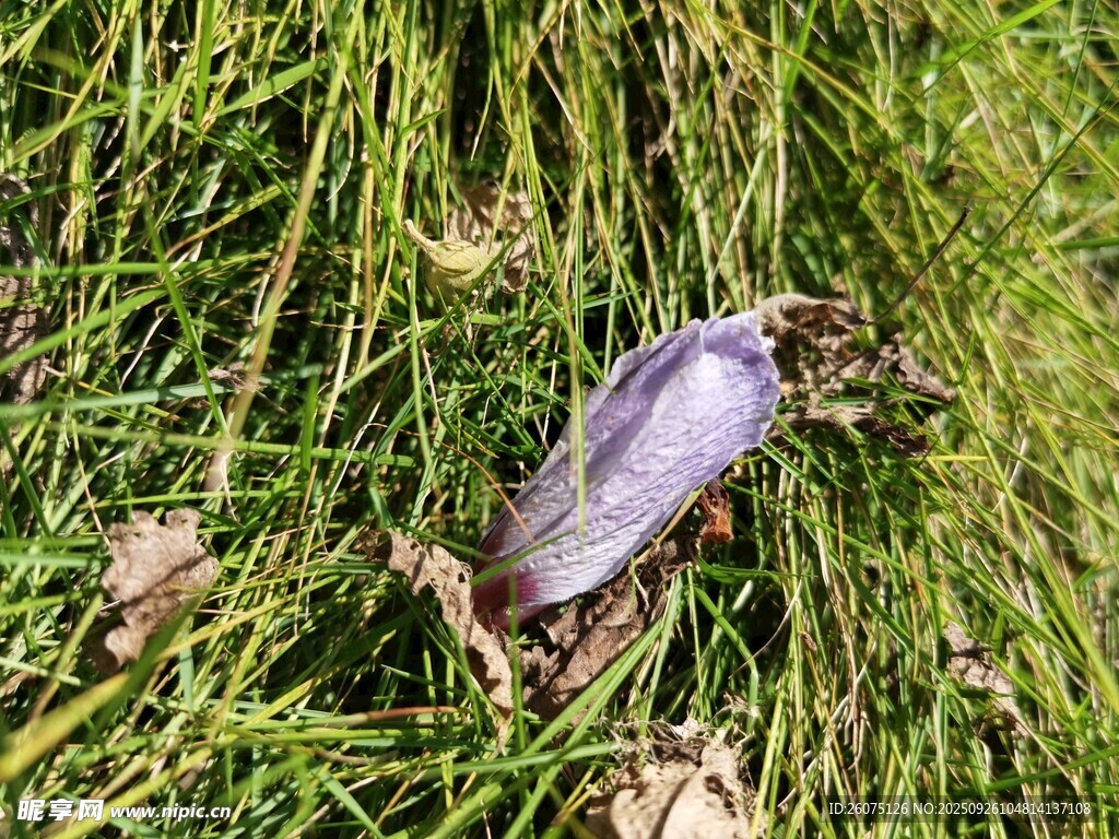草地上的紫色落花