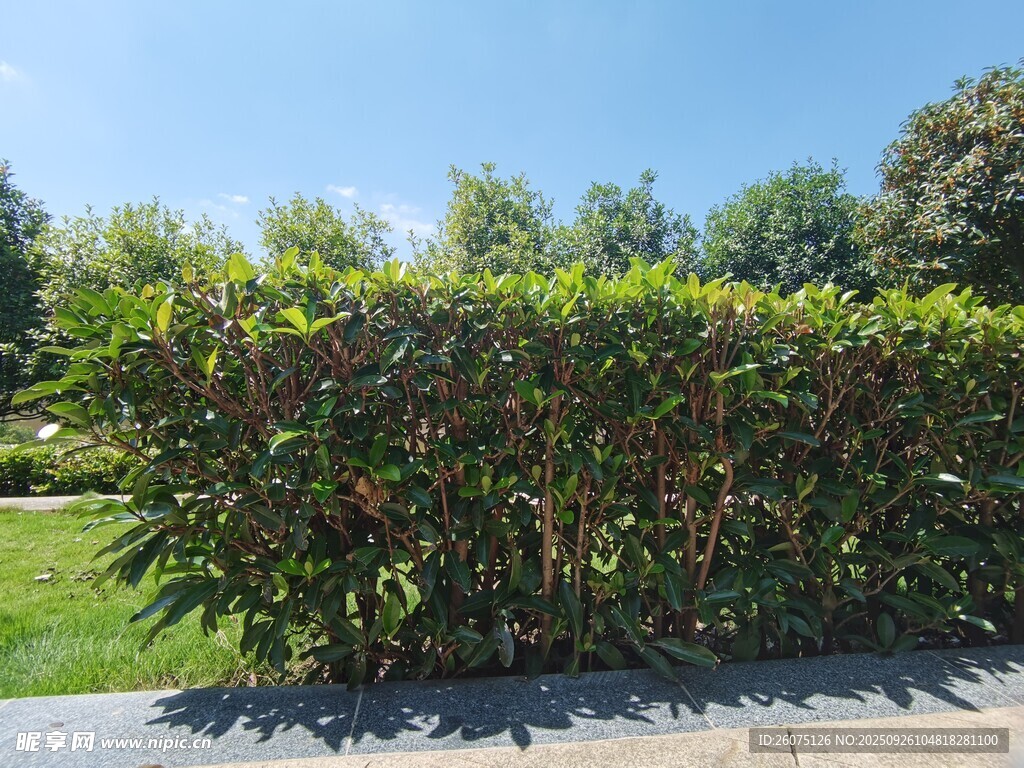 戶外繁茂綠植景觀
