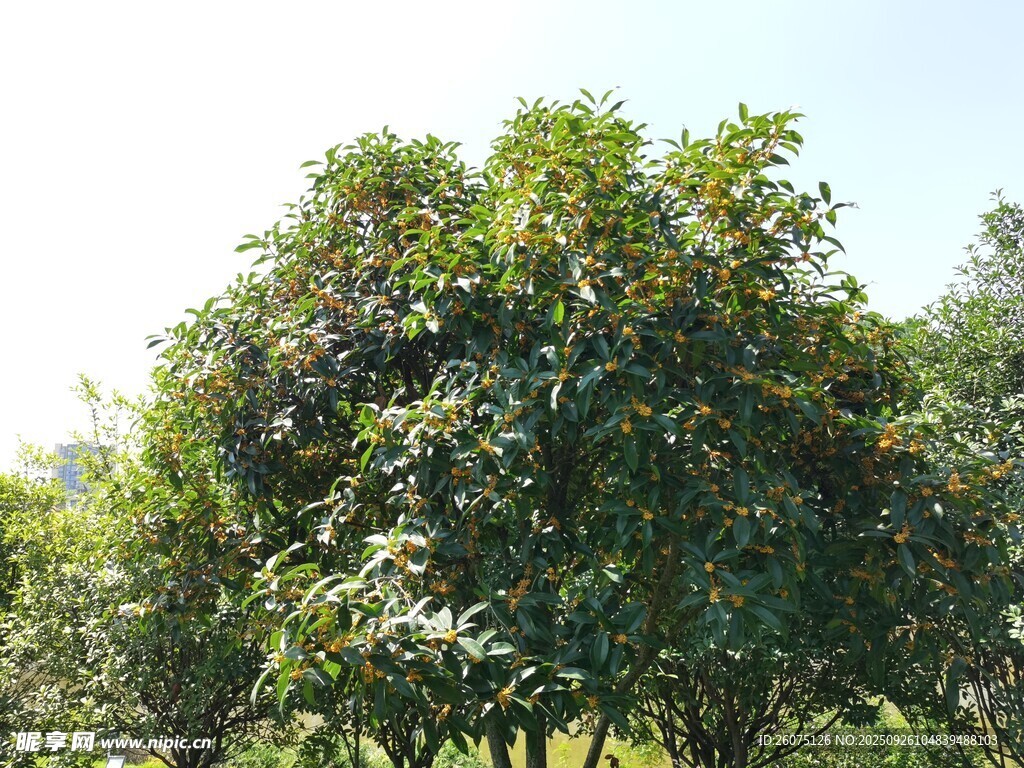 茂盛綠樹展現(xiàn)自然生機(jī)